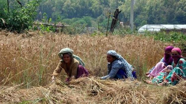 The cabinet on Monday is likely to approve a package for farmers to boost their income and address distress in the farm sector.(HT Photo)