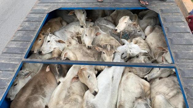 Acting on specific inputs, the gau rakshaks chased the truck and waylaid it near Shamirpet in Medchal district, about 25 km from Hyderabad.(HT PHOTO)