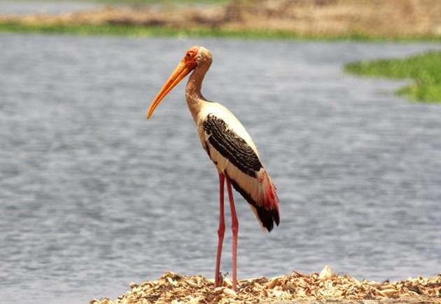 Near Threatened Painted Stork seen at the sanctuary.(HT/PHOTO)