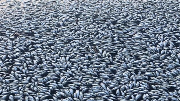 This handout photograph taken and received from Robert Gregory on January 29, 2019 shows scores of dead fish floating on the Darling river in Menindee. - Thousands more fish have died in a key river system in drought-hit eastern Australia just weeks after up to a million were killed.(AFP)