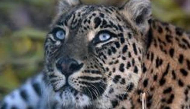 The leopard is suspected to have killed three children in the tea gardens of Alipurduar in north Bengal. (AFP File Photo) The leopard is suspected to have killed three children in the tea gardens of Alipurduar in north Bengal. (AFP File Photo)