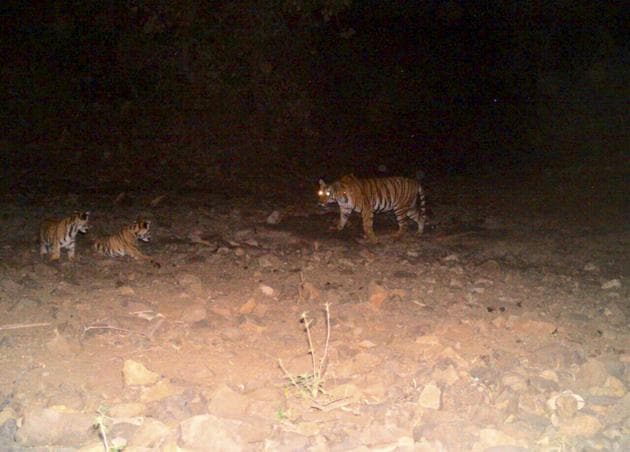 T1 tigress before she was killed on November 2.(HT FILE)