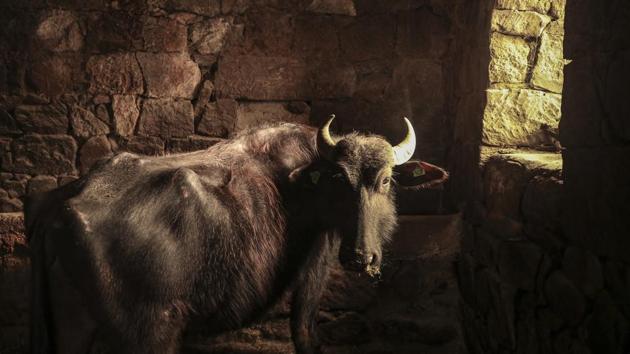 A water buffalo belonging to the Toren family is pictured in a stable in the village of Budakli. Residents in the tiny village of Budakli walk hundreds of buffaloes up snow-covered roads to the geothermal springs near the dormant Nemrut volcano in the winter. (Emrah Gurel / AP)