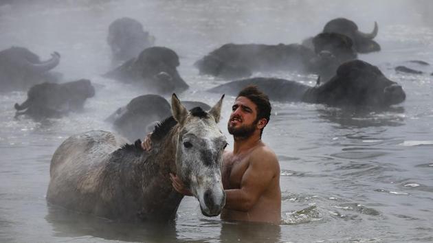 Muhammed Toren, 18, washes his horse in a hot spring along with his water buffaloes. One caretaker likened the bathing to a form of therapeutic meditation for buffaloes. The men can also take a break from winter and enjoy the swim. (Emrah Gurel / AP)