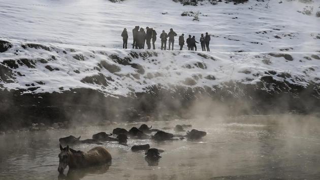 It’s mostly children who take care of the animals, taking them to fields to graze and to their swim. The children often don’t receive an education beyond middle school because they need to help their families in the small village, covered in snow for nearly half the year. (Emrah Gurel / AP)