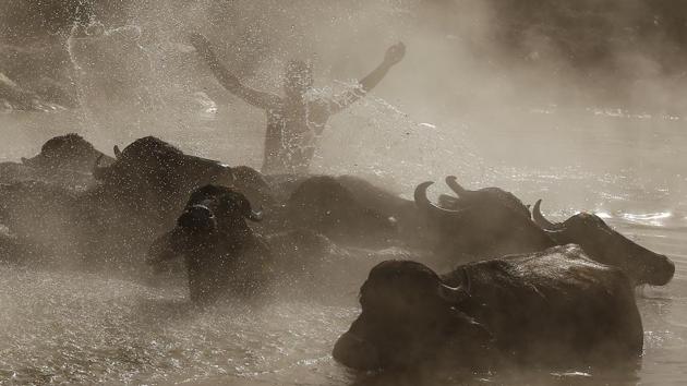 Berkan Toren, 20, enjoys a hot spring along with his water buffaloes. Villagers say the hot springs heal buffaloes’ wounds, alleviate discomfort in their udders and make quality milk. (Emrah Gurel / AP)