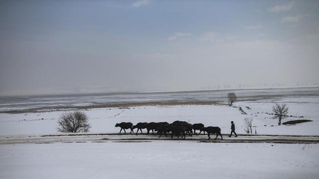 Muhammed Toren walks his family's water buffaloes to a hot spring. The animals already know the way and spend hours in the steamy 40 degrees Celsius waters — so much so that the young men herding them struggle to get the massive animals out of the water and go home. (Emrah Gurel / AP)