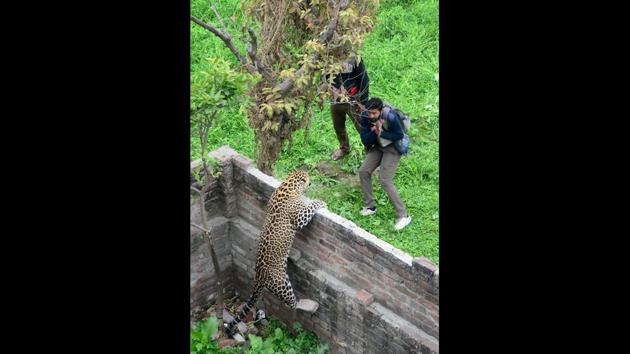 Viral videos showed crowds gathering to watch the cat as it jumped at inhabitants in gardens on Thursday. It was also seen leaping across walls and pushed one man off a ladder as he tried to spread out a net to catch the animal. Those attacked all escaped serious injury. (PTI)