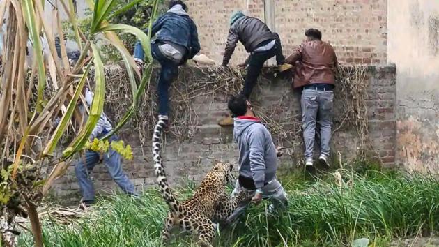 The leopard was eventually cornered in a house and sedated.(AFP)