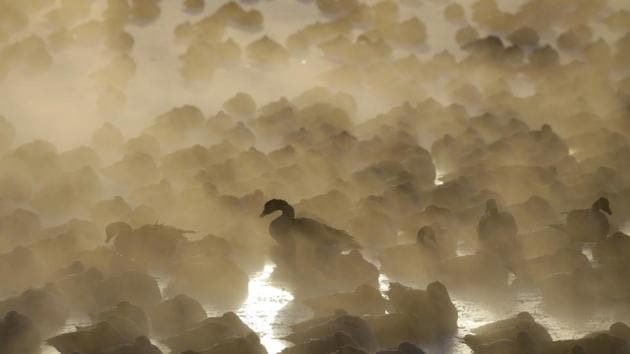 Geese huddle in the water as the sun rises at the harbour in Port Washington, Wisconsin. A deadly arctic deep freeze enveloped the Midwest with record-breaking temperatures. (Jeffrey Phelps / AP)