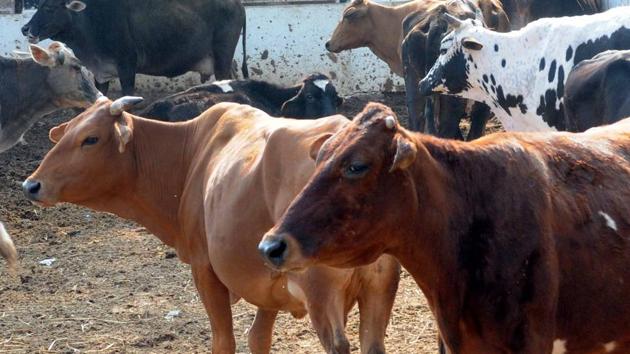 Cows at Goshala ( cow shelter) on Harmu road in Ranchi, Jharkhand. (Photo by Diwakar Prasad/ Hindustan Times )(Diwakar Prasad/ Hindustan Times)