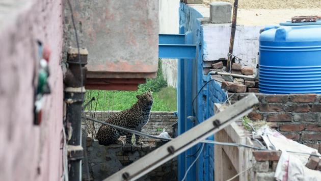 The leopard pulled one man to the ground and gnawed at his arm before leaping over a nearby wall, seeing another man and wrestling him to the ground as well. (Shammi Mehra / AFP)