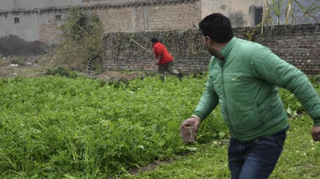 The leopard chases a man, armed with a stick. Four people were hauled to the ground and bitten by the marauding feline who stalked the alleys and backstreets of the city of 800,000 people for more than six hours before it was caught. (AP)
