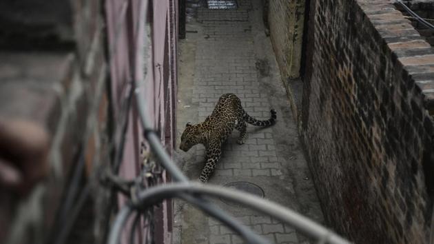Most of those hurt had been drawn to the area hoping to see the leopard and then became victims of its desperate attempt to escape the city. Some reports said people had thrown stones at the animal in a bid to scare it away to nearby open fields. (AP)