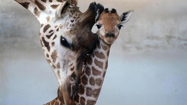 A five-day-old baby Rothschild’s giraffe is seen with her mother at the zoo in Prague, Czech Republic. (Michal Cizek / AFP)