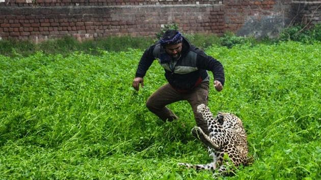 A leopard attacks a man in Lamba Pind area in Jalandhar, Punjab on January 31, 2019. A leopard caused panic in the city of Jalandhar yesterday as it went on the prowl for several hours attacking inhabitants before it was contained. (Shammi Mehra / AFP)