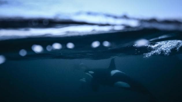 Orcas chase herrings in the Reisafjorden fjord region, near the Norwegian northern city of Tromso in the Arctic Circle. (Olivier Morin / AFP)