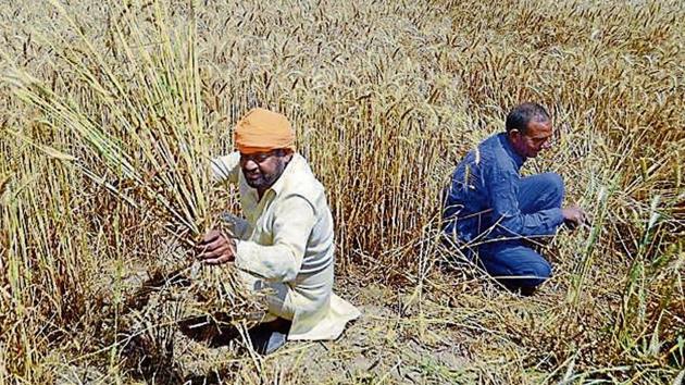 An HT analysis of a 2013 National Sample Survey Office (NSSO) report on Household Ownership and Operational Holdings in India shows that farmers from the Other Backward Class (OBC) category could be the biggest beneficiaries of this scheme.(HT PHOTO)