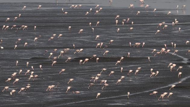 Lesser flamingoes flock the Sewri mudflats in Mumbai city district, Maharashtra. The exercise will help identify the wetlands and their exact locations, which is currently unclear in many cases. It will also help authorities curb destruction of wetlands. (Satish Bate / HT Photo)