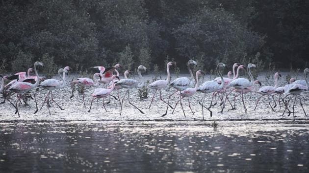 Flamingoes flock by Airoli’s Thane Creek Flamingo Sanctuary, in Maharashtra. Only two of seven districts from the Konkan region in Maharashtra have completed mapping wetlands in compliance with a 2017 Supreme Court order. The Centre had directed the state government to map wetlands across Maharashtra after the apex court order, which had asked all states to create a fresh database of wetlands. (Praful Gangurde / HT Photo)