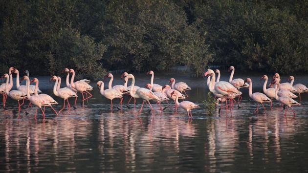 Meanwhile, the wetland grievance redressal committee, a state body constituted as per the Bombay high court’s orders in 2017, recorded 60 complaints of wetland destruction in the Mumbai Metropolitan Region (MMR) between January and December 2018. (Praful Gangurde / HT Photo)