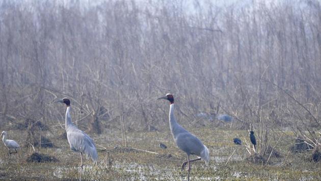 Dhanauri wetland in Greater Noida has been hosting a large bird population of various species including several pairs of Sarus Crane, the state bird of UP, in Greater Noida, Uttar Pradesh. (Sunil Ghosh / HT Photo)
