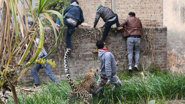 A leopard attacks a man as others climb a wall to get away from the animal in Lamba Pind area in Jalandhar, Punjab. (Shammi Mehra / AFP)
