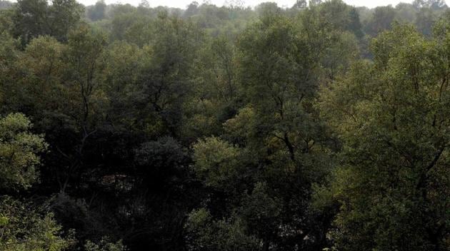 This is the first official record of wetland destruction cases by any state-run body, said committee members, adding that 90% complaints were individual cases and the rest were repetitive. Most of these cases were from outside the greater Mumbai area, including Navi Mumbai, Mira Bhayander, Jesal Park, Palghar, Panvel, Vasai, Virar and Uran. (Bachchan Kumar / HT Photo)