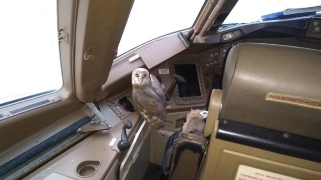 A barn owl sits inside the cockpit of a Jet Airways aircraft in Mumbai.(ANI/Twitter)