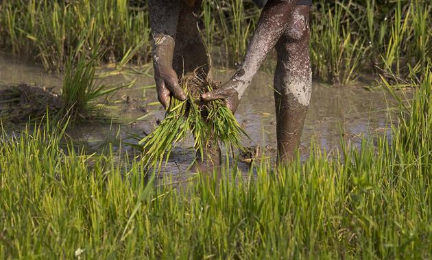 A works in a paddy field on the outskirts of Gauhati on February 1.(AP Photo)