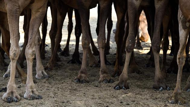 Roads now stretch deeper into the desert cutting days off the same journey by camel, while increasing mechanisation in agriculture means the animals are increasingly unnecessary on farms. The days of Raika and his kin leading grand caravans -- some hundreds of camels long -- over the sands with passengers, cargo and precious stores of water are all but over. (Chandan Khanna / AFP)