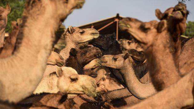 A herd of camels graze. Raika has more than halved his herd in the past year. Unable to afford upkeep, many were given to relatives at bargain-basement prices, he said. Sales have also been flat at Rajasthan’s famous camel fairs, where herdsman in red turbans converge on cities like Pushkar and Bikaner with tens of thousands of beasts to trade. (Chandan Khanna / AFP)