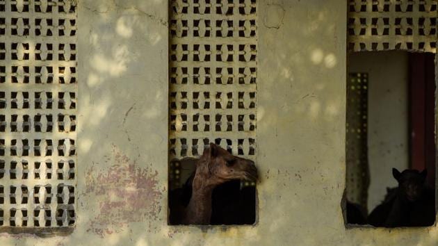 A camel pokes its head through a hole in the wall of a camel research farm in Bikaner. The National Research Centre on Camel, a state-run institution in Bikaner, says India’s camel population has shrunk by around 30% in just a few years. “The situation is indeed worrying,” N.V Patil, the centre’s director, told AFP. (Chandan Khanna / AFP)