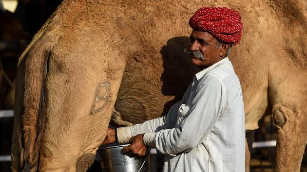 Researchers hope to halt this decline by partnering herdsman with entrepreneurs needing fresh milk for an emerging line of boutique products made from the milk including chocolates, cheeses, ice creams, and skin creams. Camel milk is being touted by some as the latest superfood with supermarkets in the US and the UK, as well as online retailers such as Amazon, also tapping into growing consumer interest. (Chandan Khanna / AFP)