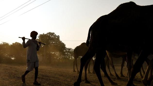 Amul, starting selling bottled camel milk in January for city supermarkets in Gujarat, extolling its health benefits. It already sells a boutique chocolate line that includes a camel milk variety. Ensuring supply and quality control are challenges when dealing with semi-nomadic tribespeople and a new, emerging industry, businesses say. (Chandan Khanna / AFP)