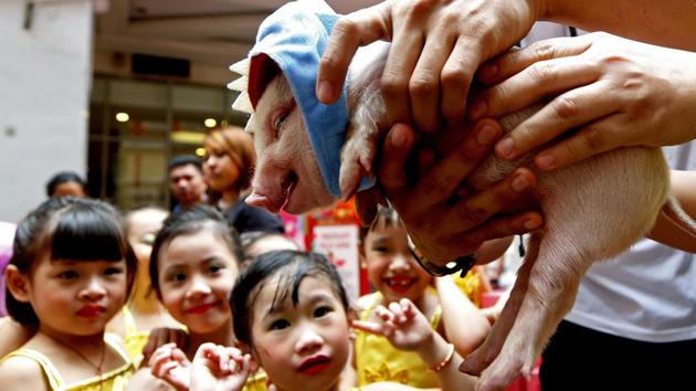 Girls react to a squealing Teacup pig, a rare pet in the country, at the start of celebrations leading to the Chinese New Year at Manila’s Lucky Chinatown Plaza in Manila, Philippines. This year is the Year of the Earth Pig on the Lunar calendar and is supposed to represent abundance, diligence and generosity. (Bullit Marquez / AP) Girls react to a squealing Teacup pig, a rare pet in the country, at the start of celebrations leading to the Chinese New Year at Manila’s Lucky Chinatown Plaza in Manila, Philippines. This year is the Year of the Earth Pig on the Lunar calendar and is supposed to represent abundance, diligence and generosity. (Bullit Marquez / AP)