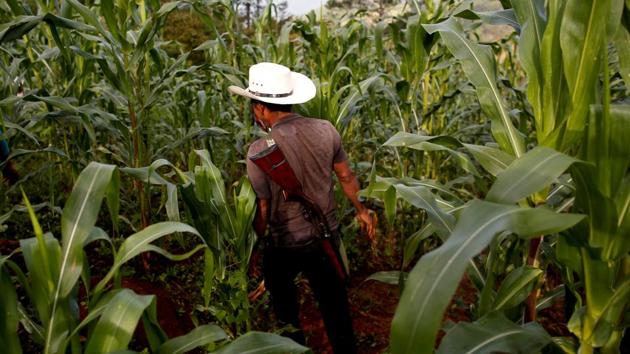 Poppy farmer Francisco Santiago Clemente walks with his gun on his back in a corn field. On a visit to Guerrero in January, Lopez Obrador pledged price supports for grains, including around $300 a tonne for corn, part of a strategy meant to give farmers alternatives to planting illicit crops. (Carlos Jasso / REUTERS)