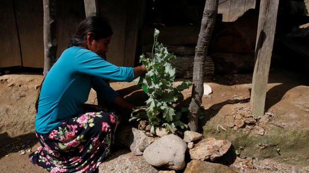A woman tends to her opium poppy plant outside her house in Juquila Yucucani. The farmers in Juquila Yucucani do not consider themselves criminals, and say current poppy eradication efforts by the army also sometimes destroy legal crops. (Carlos Jasso / REUTERS)