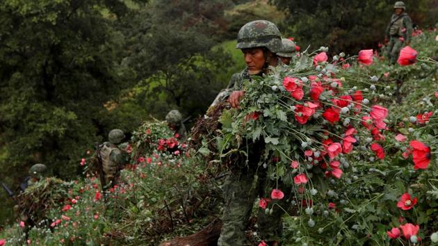 Soldiers cut opium poppies as they destroy a field of illegal plantation. “They have killed the food crops that my family use to eat,” said Lazaro Lopez, 65, who said the military should apologize. Although Reuters could not independently verify Lopez’s account, human rights groups have documented military abuses in parts of Guerrero. The army did not respond to requests for comment. (Carlos Jasso / REUTERS)