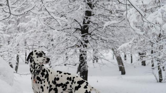 A dog is seen in a snow covered park during snowfall in Kiev, Ukraine. (Gleb Garanich / REUTERS)