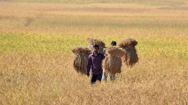 A farmer carries rice seedlings from a paddy field at Nimati village, some 300 kms from Guwahati. (AFP Photo) A farmer carries rice seedlings from a paddy field at Nimati village, some 300 kms from Guwahati. (AFP Photo)