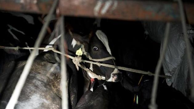 Police said the accused, both in their 20s, have previous cases of illegal cattle transportation registered against them. (AFP/Picture for representation) Police said the accused, both in their 20s, have previous cases of illegal cattle transportation registered against them. (AFP/Picture for representation)