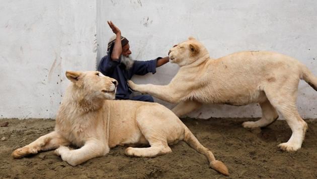 Mamy, a caretaker plays with a pair of pet lions in an enclosure built in a house on the outskirts of Peshawar, Pakistan. (Fayaz Aziz / REUTERS)