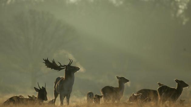 Deer including stags are photographed in Richmond park at sunrise on a winters morning in south west London. England. (Daniel Leal-Olivas / AFP)