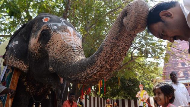A man receives blessings from a temple elephant at a Hindu Spiritual and Service Fair, in Chennai, Tamil Nadu. (Arun Sankar / AFP) A man receives blessings from a temple elephant at a Hindu Spiritual and Service Fair, in Chennai, Tamil Nadu. (Arun Sankar / AFP)