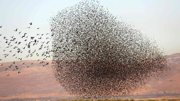 Western jackdaw birds fly past a murmuration of starlings, during their dance before landing to sleep on the Jordan Valley in the West Bank along the border with Jordan. (Menahem Kahana / AFP)
