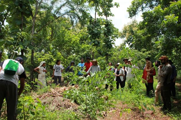 Bamboo in Permaculture with Robyn Francis – Permaculture College Australia