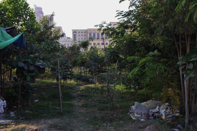 Anuradha Babar, an official with the TMC’s tree department said most trees in the city have been geo-tagged, with the details uploaded on their website. Anuradha Babar, an official with the TMC’s tree department said most trees in the city have been geo-tagged, with the details uploaded on their website.