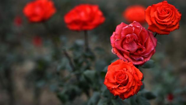 For Valentine’s Day, Nepal to import over 1.5 lakh roses from India. (Photo by Ajay Aggarwal / Hindustan Times)(Ajay Aggarwal/HT PHOTO) For Valentine’s Day, Nepal to import over 1.5 lakh roses from India. (Photo by Ajay Aggarwal / Hindustan Times)(Ajay Aggarwal/HT PHOTO)