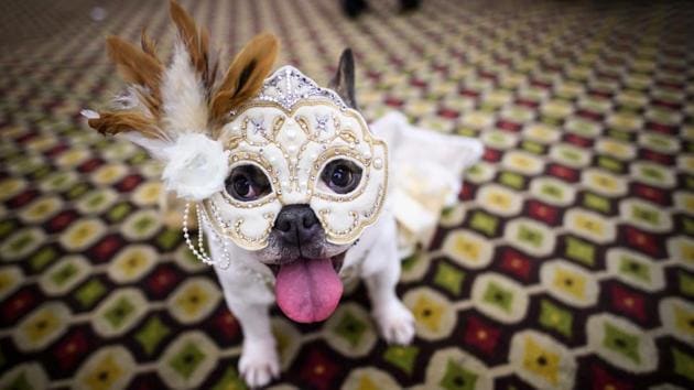 A dog dressed up for the international masquerade category seen backstage at the 16th annual New York Pet Fashion Show in Manhattan. (Johannes Eisele / AFP)
